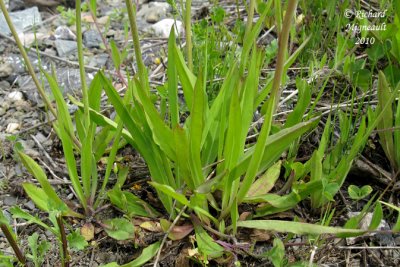 pervire fausse piloselle - Glaucous king-devil - Hieracium piloselloides 5 m10