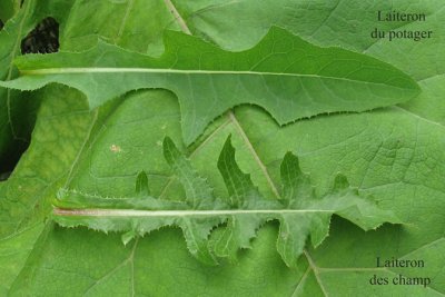 Laiteron des champ et Laiteron du potager m10