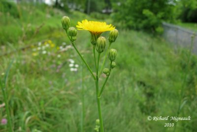 Laiteron potager - Annual sow-thistle - Sonchus oleraceus 2 m10
