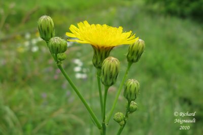 Laiteron potager - Annual sow-thistle - Sonchus oleraceus 3 m10