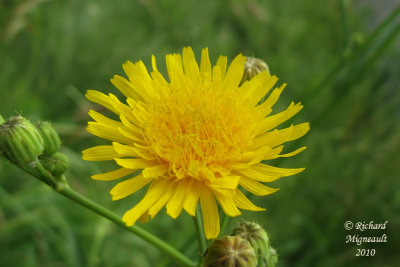Laiteron potager - Annual sow-thistle - Sonchus oleraceus 4 m10