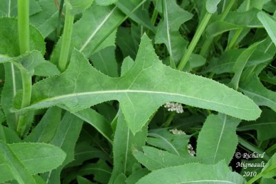 Laiteron potager - Annual sow-thistle - Sonchus oleraceus 5 m10