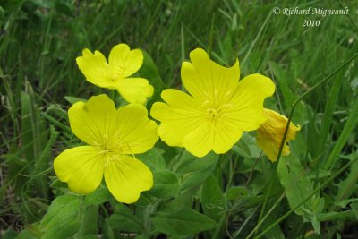 Onagre piloselle - Midwestern sundrop - Oenothera pilosella 3 m10