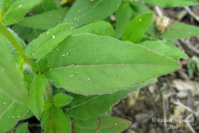 Onagre piloselle - Midwestern sundrop - Oenothera pilosella 4 m10