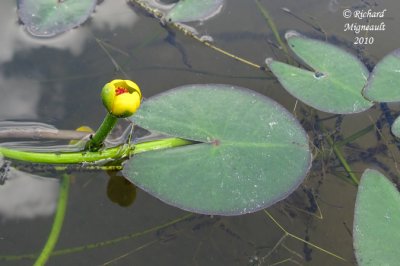 Petit nnuphar jaune - Small pond-lily - Nuphar microphylla 1 m10