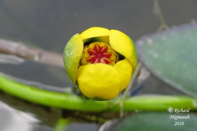 Petit nnuphar jaune - Small pond-lily - Nuphar microphylla 2 m10