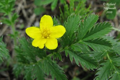 Potentille ansrine - common silverweed - Potentilla anserina 3 m10