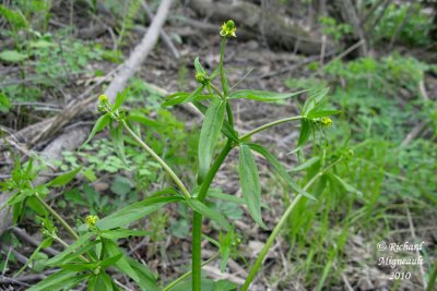 Renoncule abortive - Kidney-leaf-buttercup - Ranunculus abortivus 1 m10