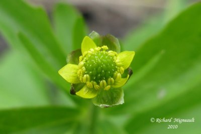 Renoncule abortive - Kidney-leaf-buttercup - Ranunculus abortivus 4 m10