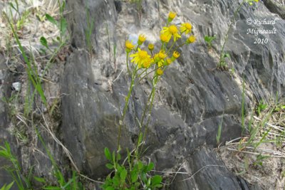 Sneon appauvri - Balsam ragwort - Senecio pauperculus 1 m10