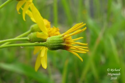 Sneon appauvri - Balsam ragwort - Senecio pauperculus 3 m10