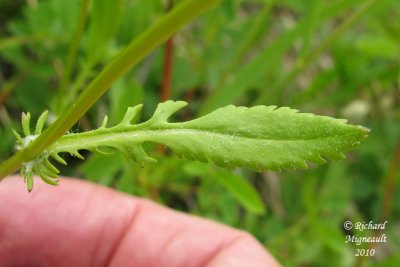Sneon appauvri - Balsam ragwort - Senecio pauperculus 4 m10