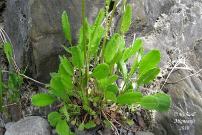 Sneon appauvri - Balsam ragwort - Senecio pauperculus 5 m10
