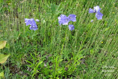 Campanule à feuilles de pêcher - Peach-leaved bellflower - Campanula persicifolia 1 m10