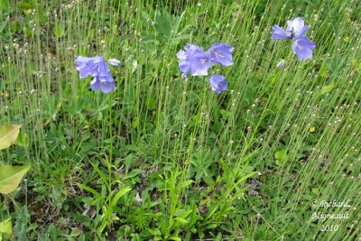 Campanule  feuilles de pcher - Peach-leaved bellflower - Campanula persicifolia 1 m10