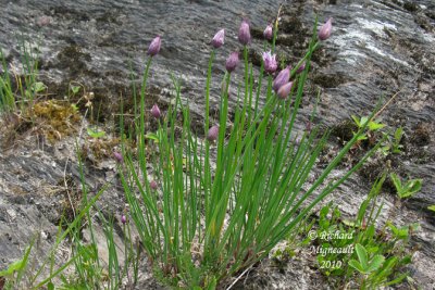 Ciboulette - Chives - Allium schoenoprasum 1 m10