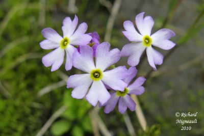 Primevère du lac Mistassini - Birds-eye primrose - Primula mistassinica 2 m10