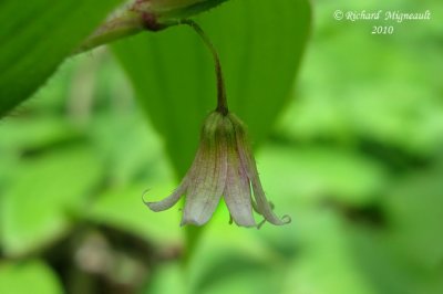 Streptope rose - Rose Twisted Stalk - Streptopus roseus 4 m10