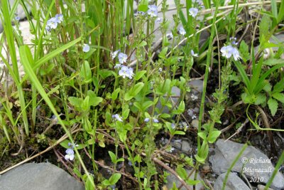Vronique  feuille de serpolet - Thyme leaved speedwelll - Veronica serpyllifolia 1 m10