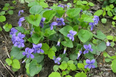Violette septentrionale - Northern blue violet - Viola sororia 1 m10
