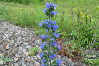 Viprine - Blueweed - Echium vulgare 2 m10