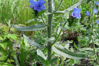 Viprine - Blueweed - Echium vulgare 4 m10