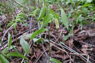 Uvulaire  feuilles sessiles - Little merrybells - Uvularia sessilifolia 1 m10