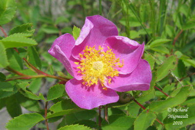 Rosier agrable - Meadow rose - Rosa blanda 3 m10