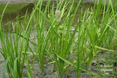 Rubanier d'Amrique - American Bur-reed - Sparganium americanum 1 m10