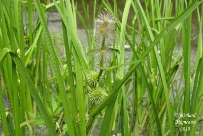 Rubanier d'Amrique - American Bur-reed - Sparganium americanum 2 m10