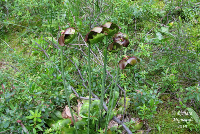 Sarracnie poupre - Northern Pitcher-plant - Sarracenia purpurea 1 m10