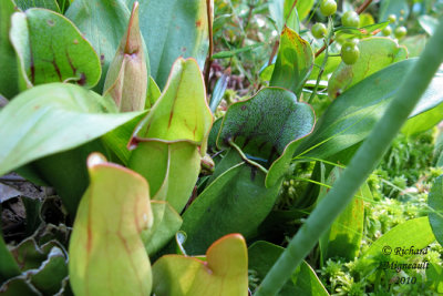 Sarracnie poupre - Northern Pitcher-plant - Sarracenia purpurea 2 m10