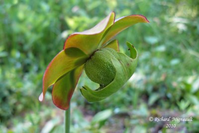 Sarracnie poupre - Northern Pitcher-plant - Sarracenia purpurea 6 m10