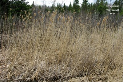 Roseau commun - Common reed - Phragmites communis 2 m10