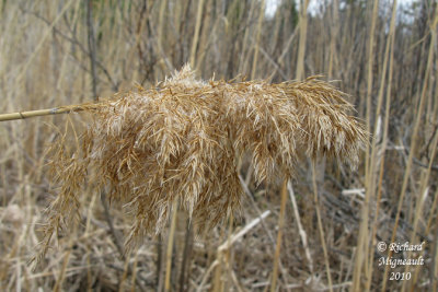 Roseau commun - Common reed - Phragmites communis 3 m10