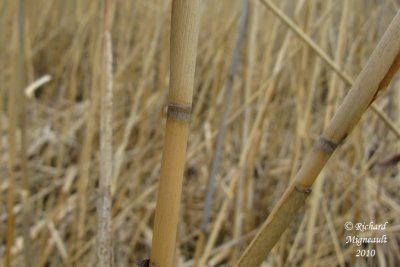 Roseau commun - Common reed - Phragmites communis 4 m10