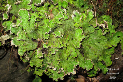 Lichen sur rocher 1 m10