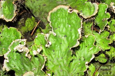 Lichen sur rocher 2 m10