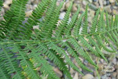 Athyrie fougre-femelle - Lady-fern - Athyrium filix-femina 3m9