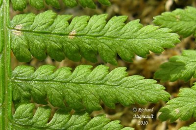 Athyrie fougre-femelle - Lady-fern - Athyrium filix-femina 7 m10