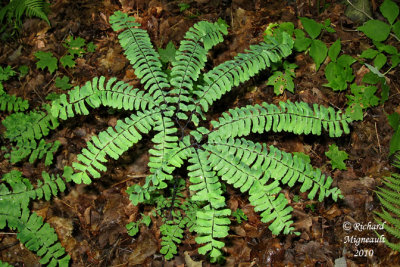 Capillaire - Maidenhair fern - Adiantum pedatum 1 m10