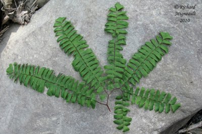 Capillaire - Maidenhair fern - Adiantum pedatum 2 m10