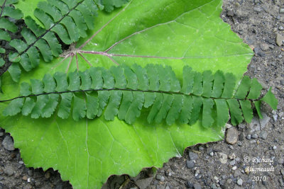 Capillaire - Maidenhair fern - Adiantum pedatum 3 m10