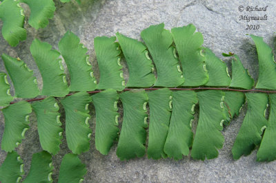 Capillaire - Maidenhair fern - Adiantum pedatum 5 m10