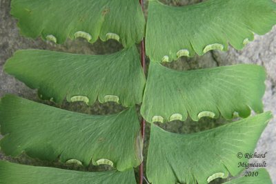 Capillaire - Maidenhair fern - Adiantum pedatum 6 m10