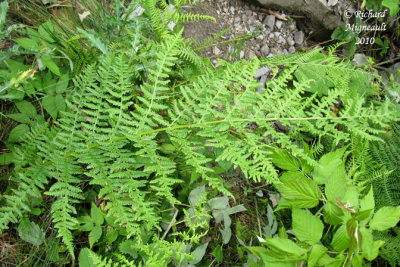 Cystoptre fragile - Fragil fern - Cystopteris fragilis 2 m10