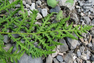 Cystoptère fragile - Fragil fern - Cystopteris fragilis 3 m10