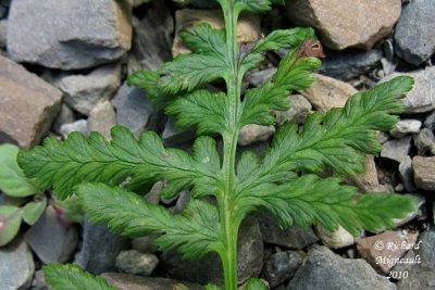 Cystoptère fragile - Fragil fern - Cystopteris fragilis 5 m10