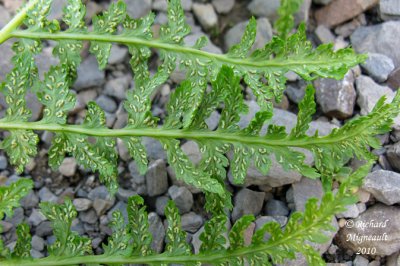 Cystoptre fragile - Fragil fern - Cystopteris fragilis 6 m10