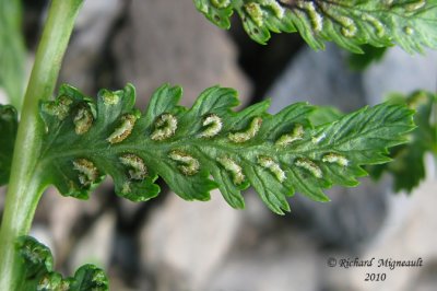 Cystoptre fragile - Fragil fern - Cystopteris fragilis 7 m10